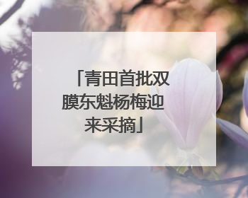 青田首批双膜东魁杨梅迎来采摘