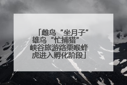 雌鸟“坐月子”雄鸟“忙捕猎” 峡谷旅游路栗喉蜂虎进入孵化阶段
