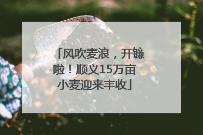 风吹麦浪，开镰啦！顺义15万亩小麦迎来丰收