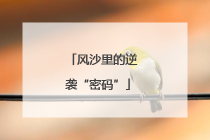 风沙里的逆袭“密码”