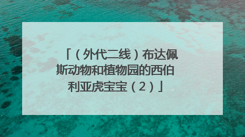 （外代二线）布达佩斯动物和植物园的西伯利亚虎宝宝（2）